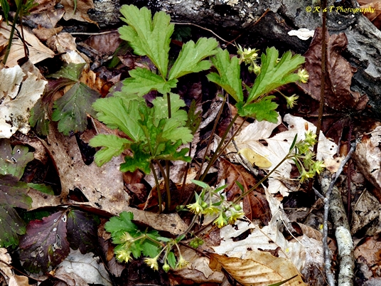 {Geum donianum}